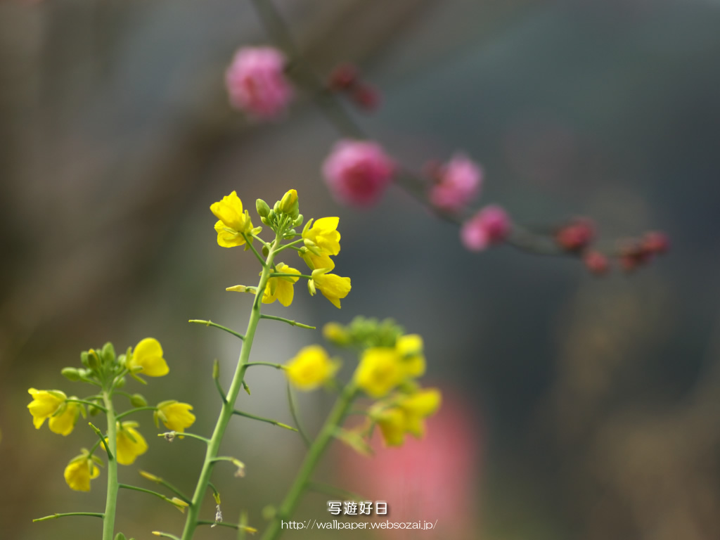 無料の高画質デスクトップ壁紙…菜の花