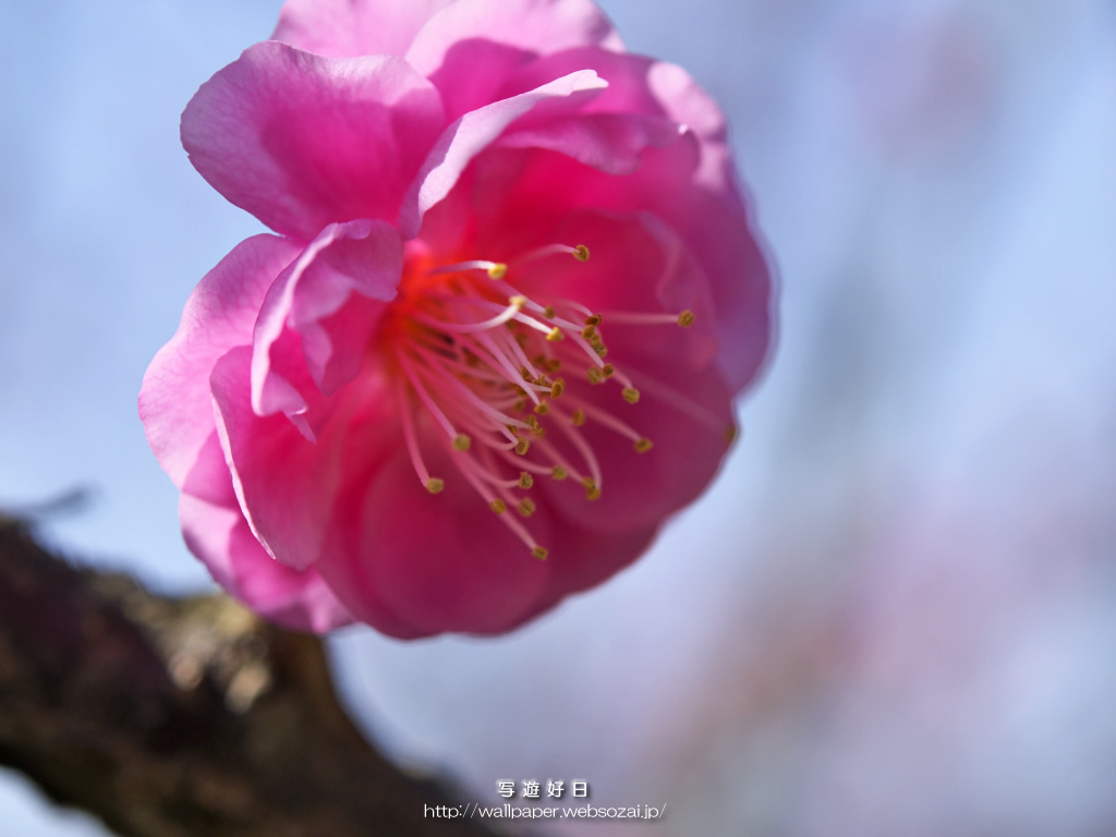 無料の高画質デスクトップ壁紙…紅 梅