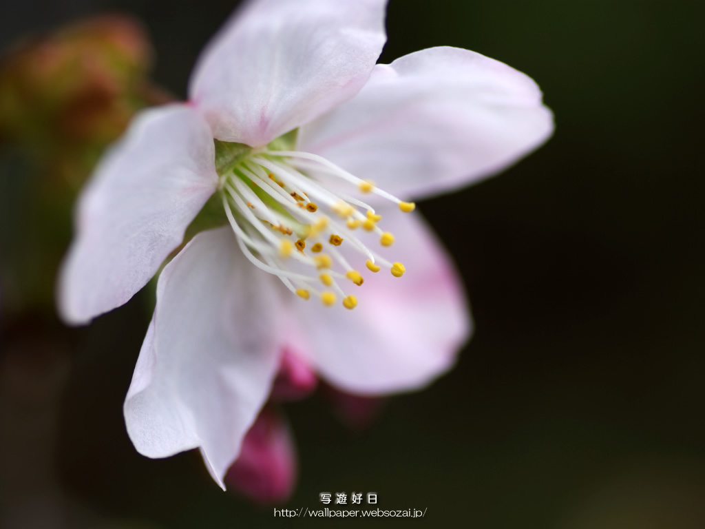 無料の高画質デスクトップ壁紙…桜・さくら・サクラ