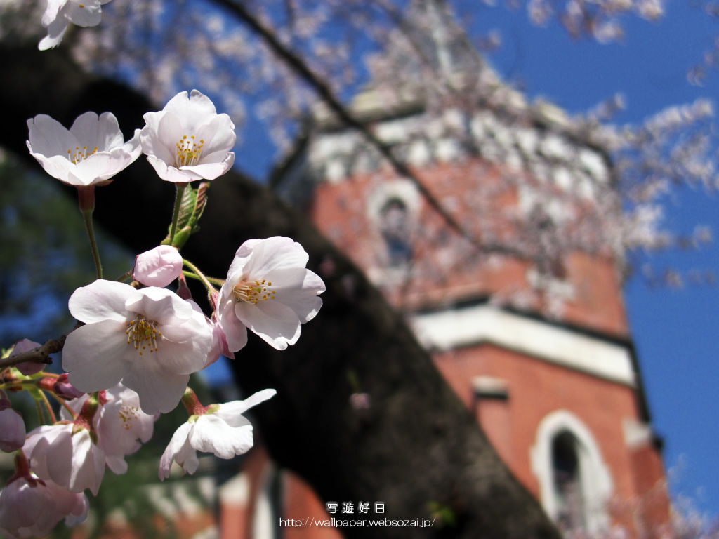 無料の高画質デスクトップ壁紙…桜の学舎