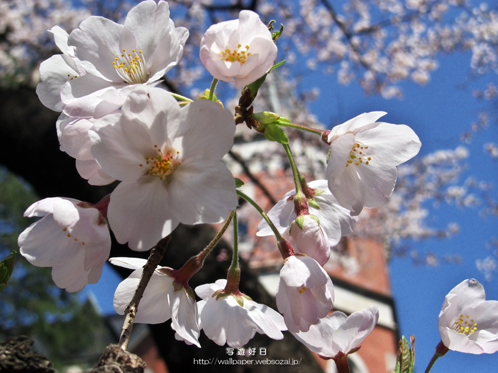 無料の高画質デスクトップ壁紙…桜の学舎