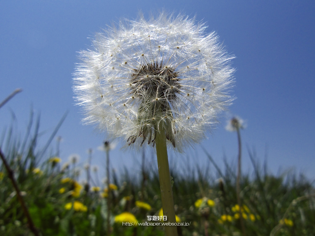 “高画質”デスクトップ壁紙 ― シラン ―