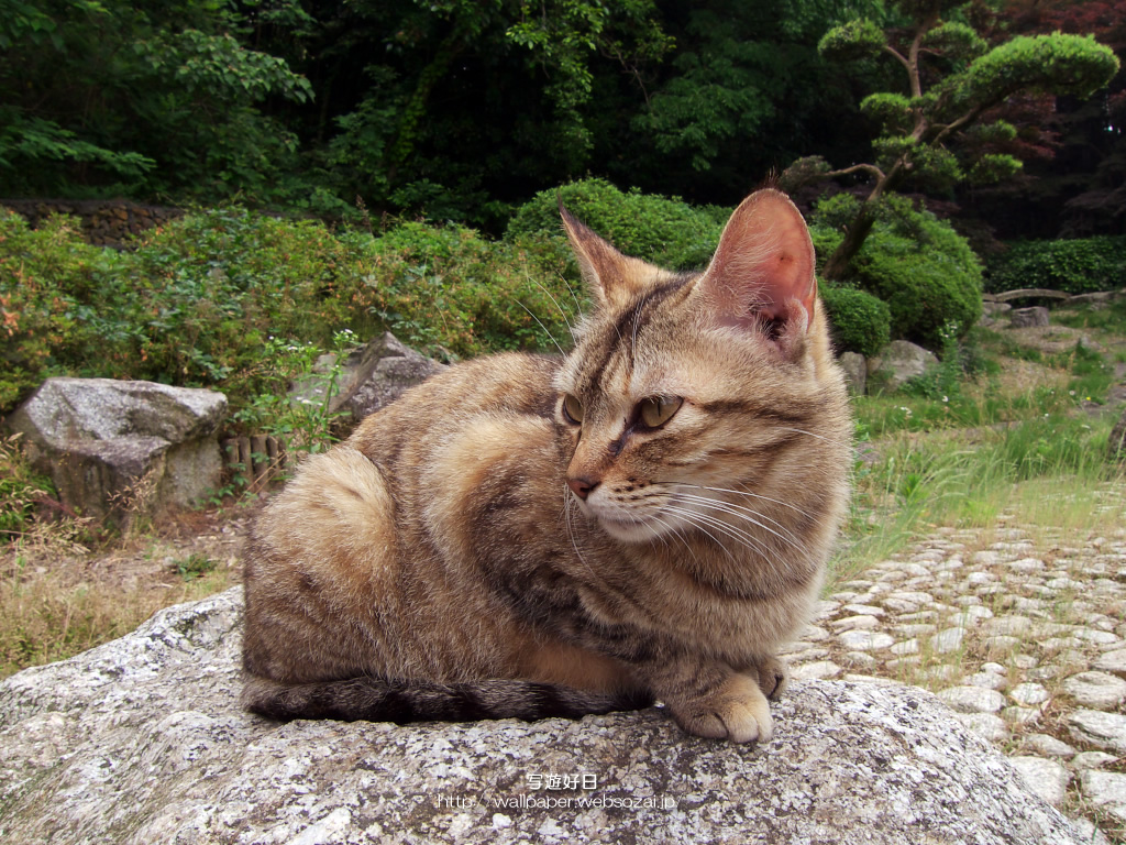 “高画質”デスクトップ壁紙 ― 公園の猫 ―