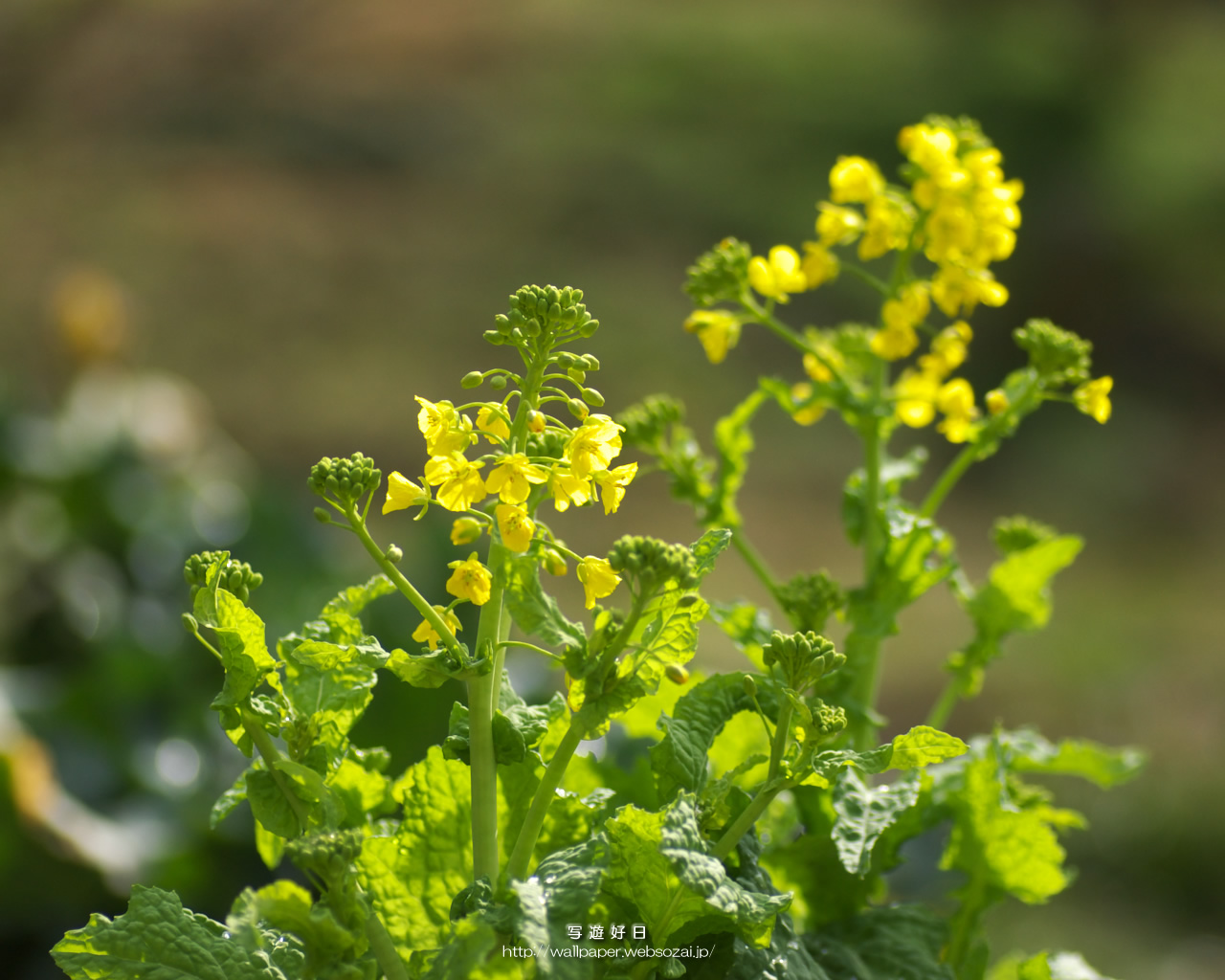 高画質デスクトップ壁紙…菜の花