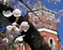 デスクトップ壁紙 ― 桜の学舎 ―