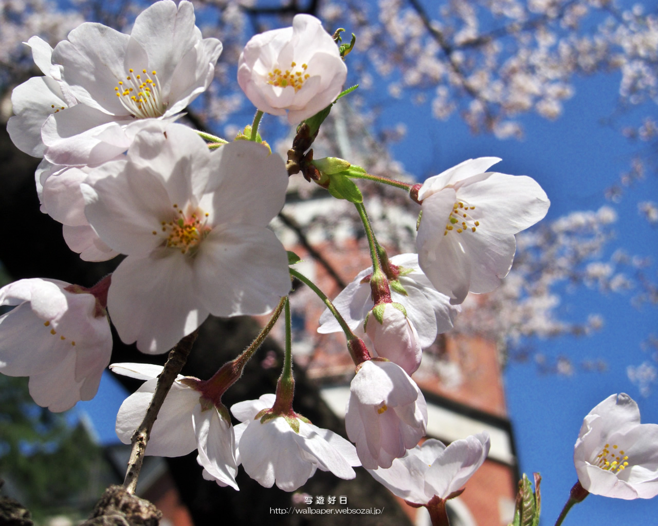 高画質デスクトップ壁紙…桜の学舎