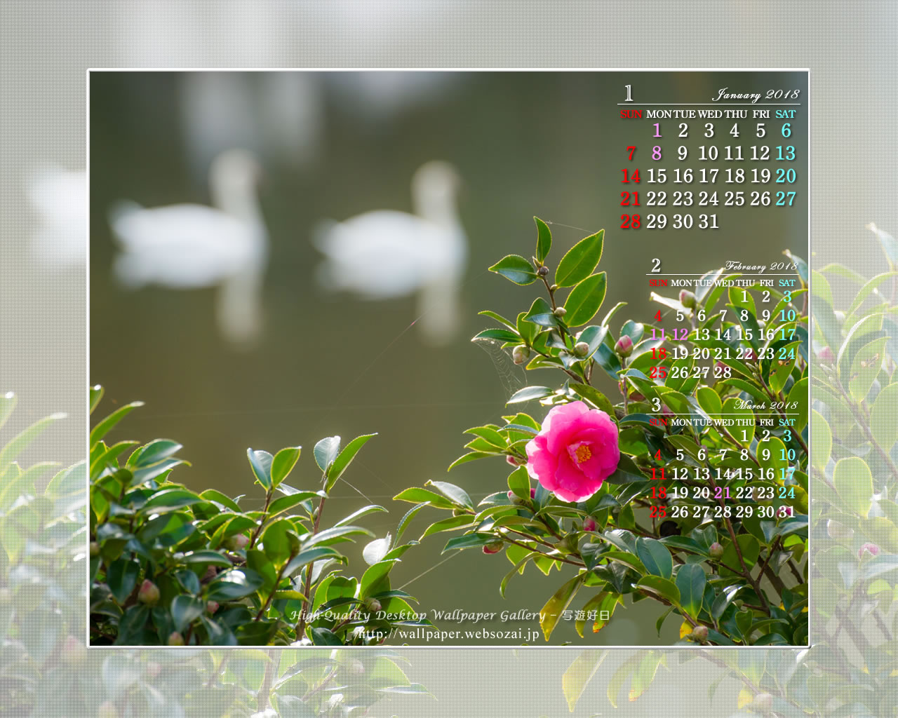 山茶花と白鳥の壁紙／Monthly Wallpaper (1280×1024)