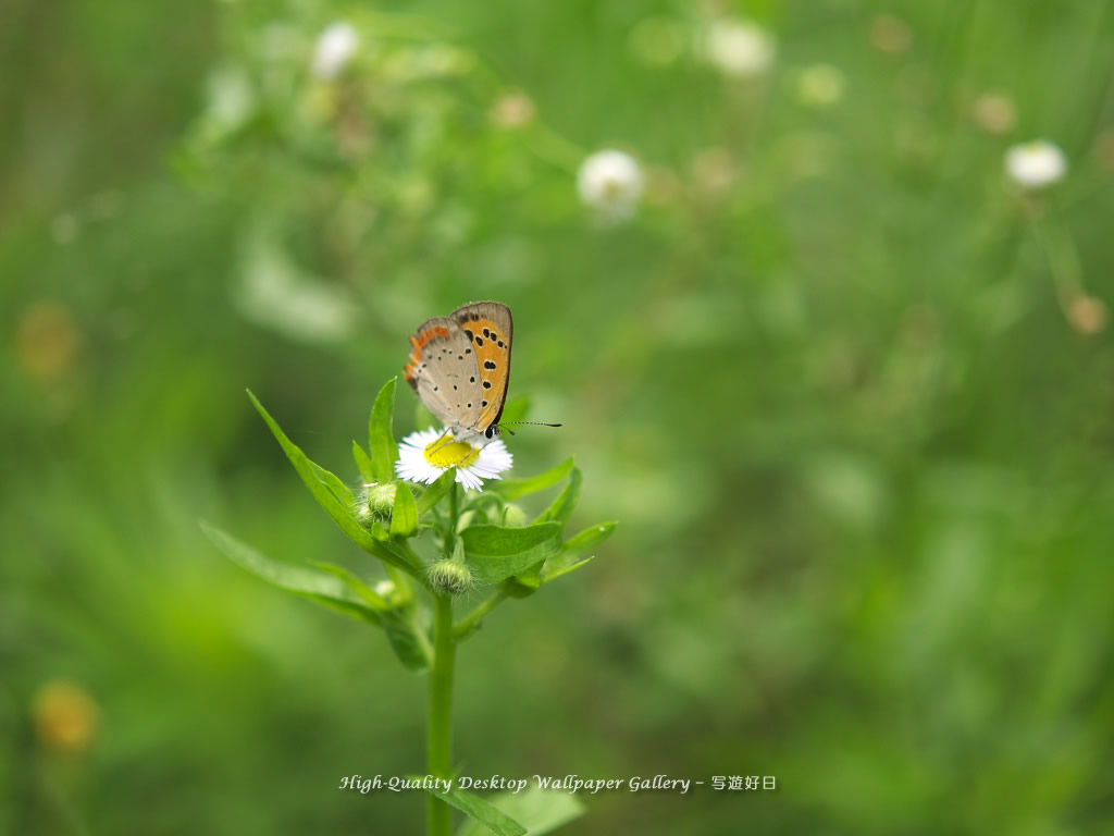 ベニシジミの壁紙／Wallpaper of Small Copper (1024×768)