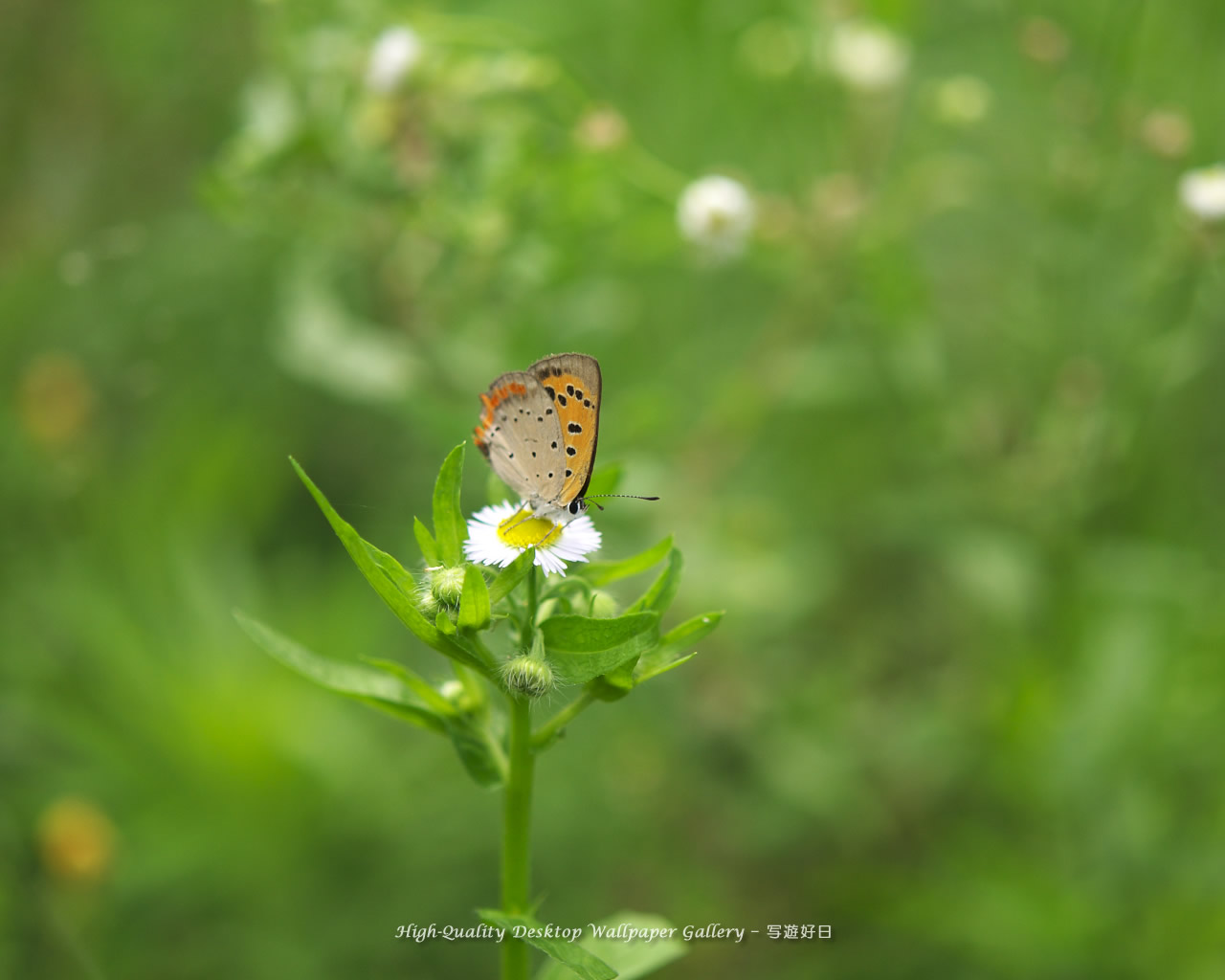 ベニシジミの壁紙／Wallpaper of Small Copper (1280×1024)