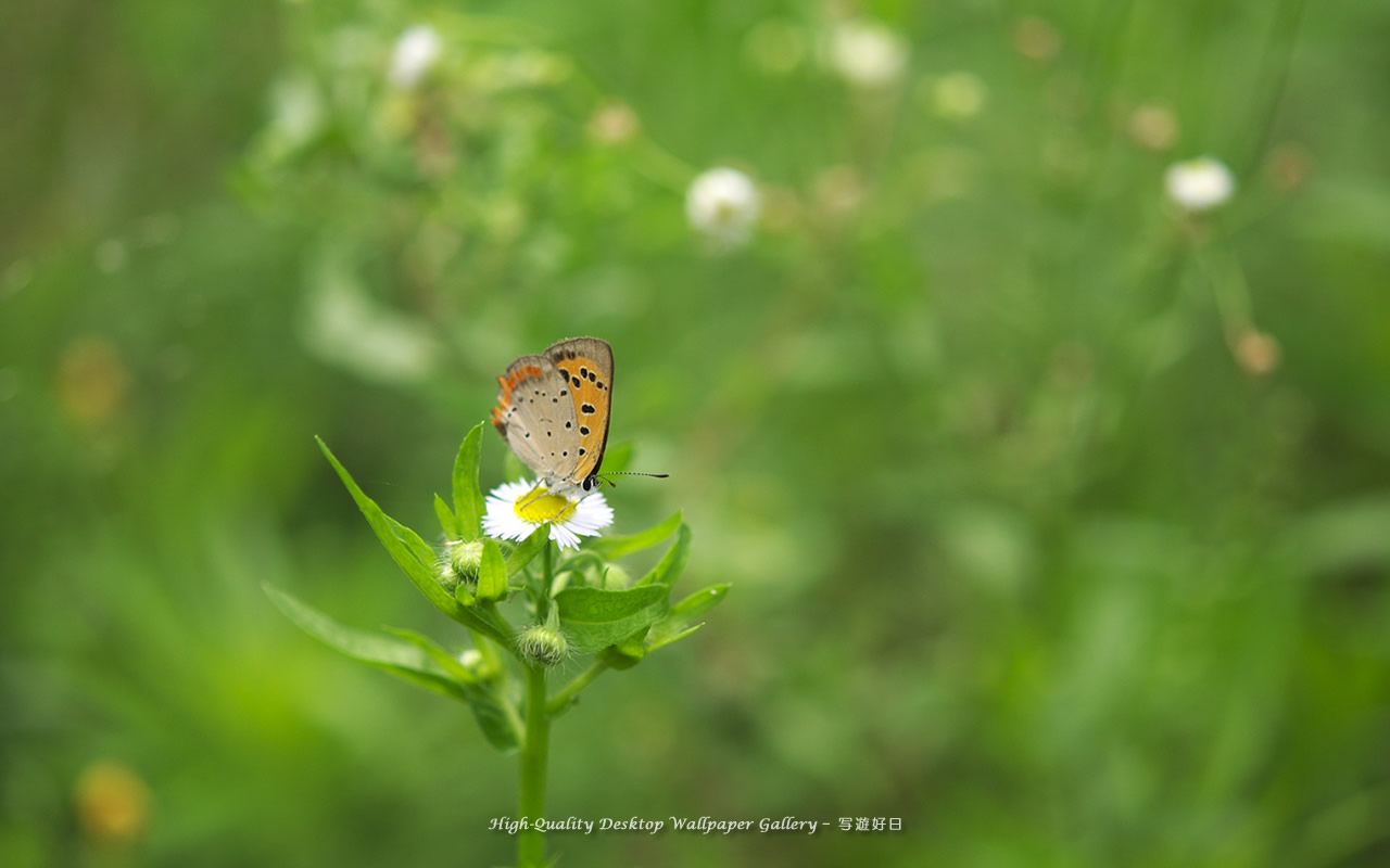 ベニシジミの壁紙／Wallpaper of Small Copper (1280×800)