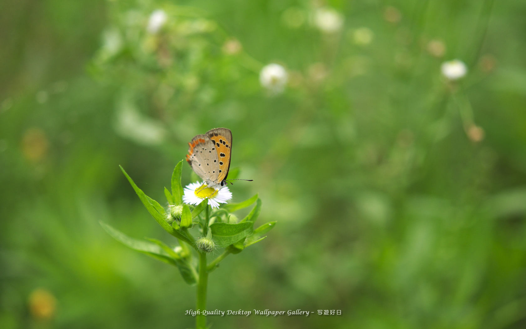 ベニシジミの壁紙/Wallpaper of Small Copper (1680×1050)
