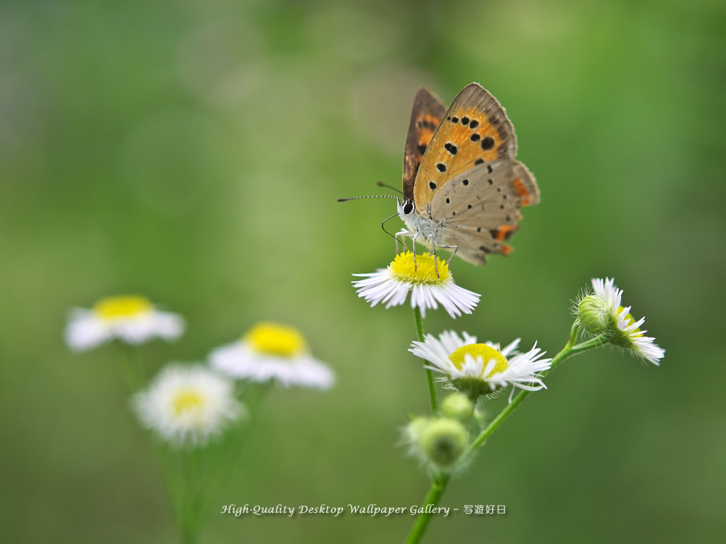 ベニシジミの壁紙／Wallpaper of Small Copper (1024×768)