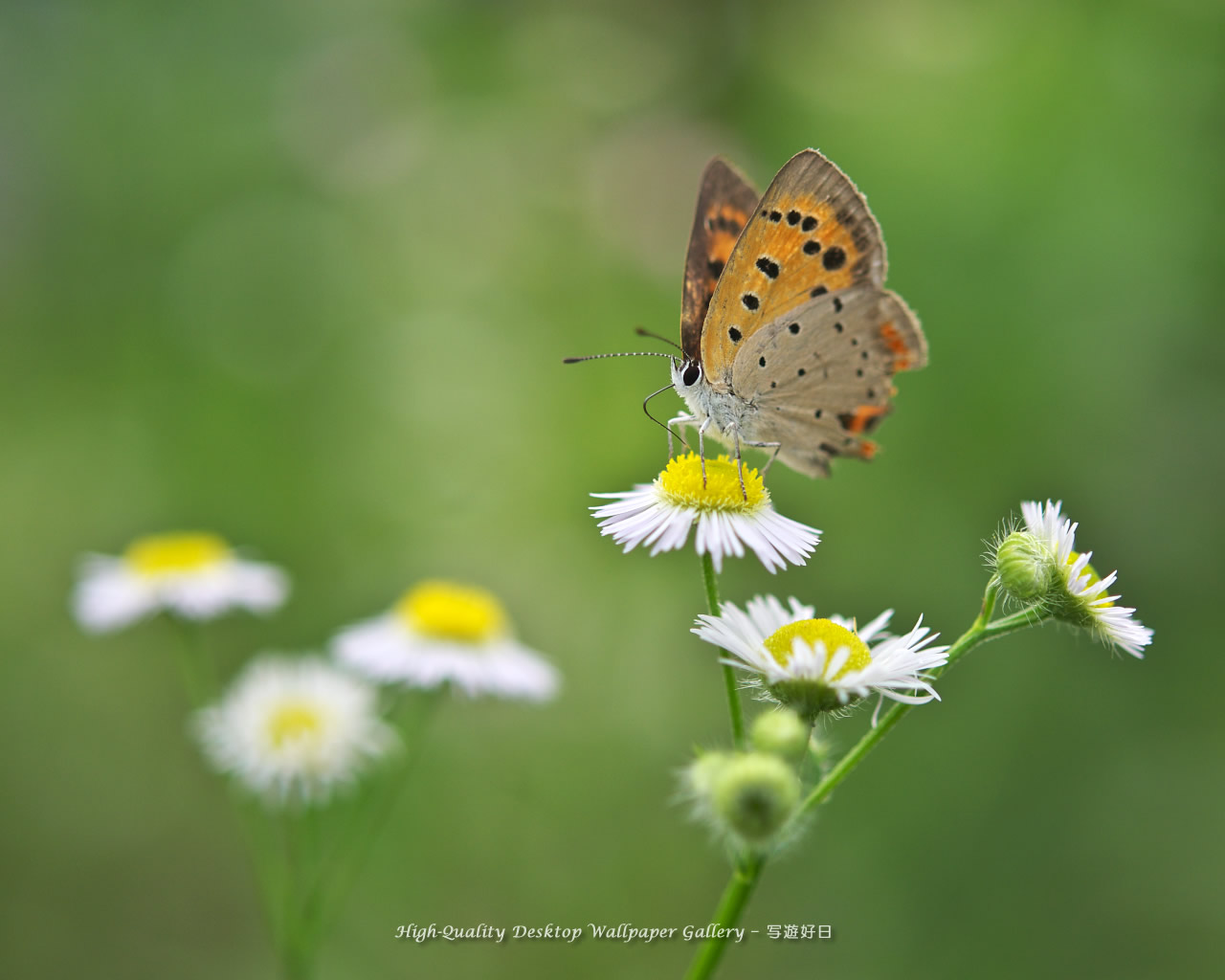 ベニシジミの壁紙／Wallpaper of Small Copper (1280×1024)