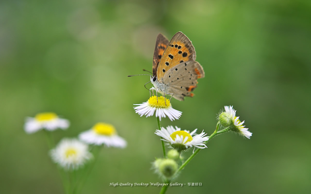 ベニシジミの壁紙／Wallpaper of Small Copper (1280×800)