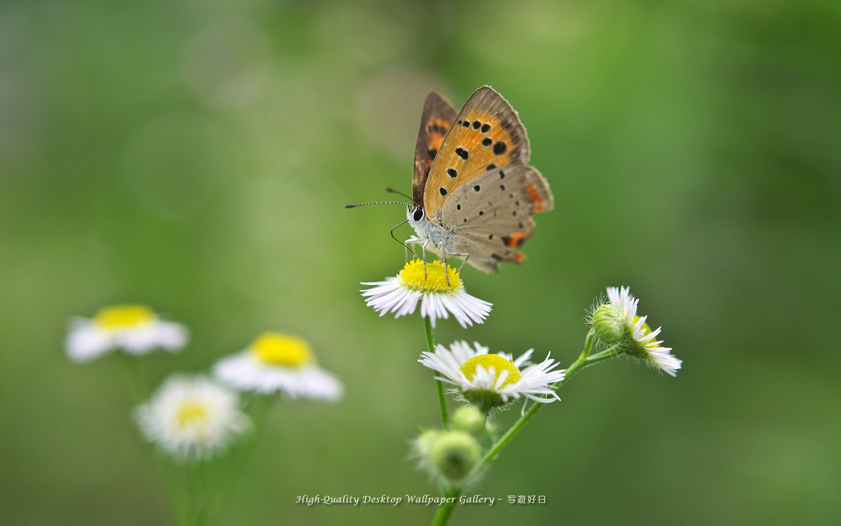 ベニシジミの壁紙／Wallpaper of Small Copper (1680×1050)