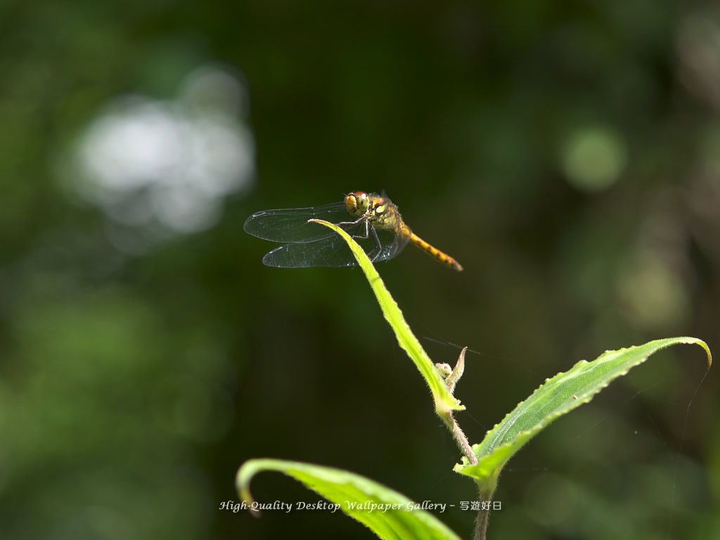 アキアカネの壁紙／Wallpaper of Red Dragonfly (1024×768)