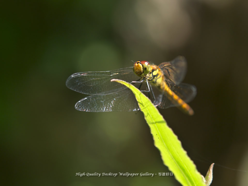 アキアカネの壁紙／Wallpaper of Red Dragonfly (1024×768)