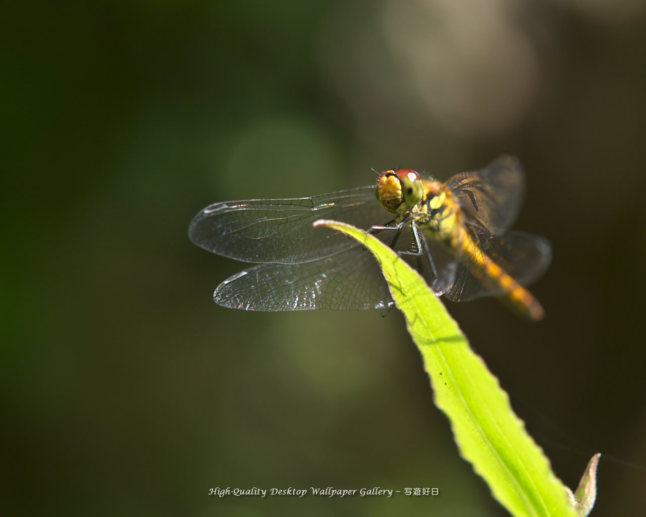 アキアカネの壁紙／Wallpaper of Red Dragonfly (1280×1024)