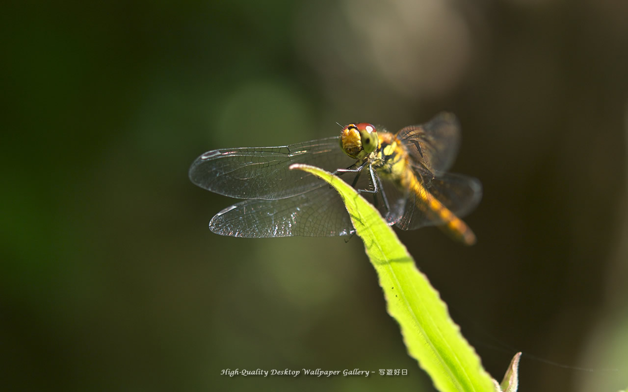 アキアカネの壁紙／Wallpaper of Red Dragonfly (1280×800)