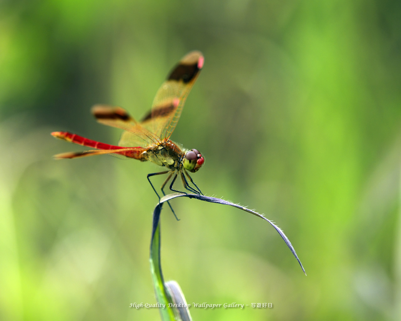 ミヤマアカネの壁紙／Wallpaper of Red Dragonfly (1280×1024)