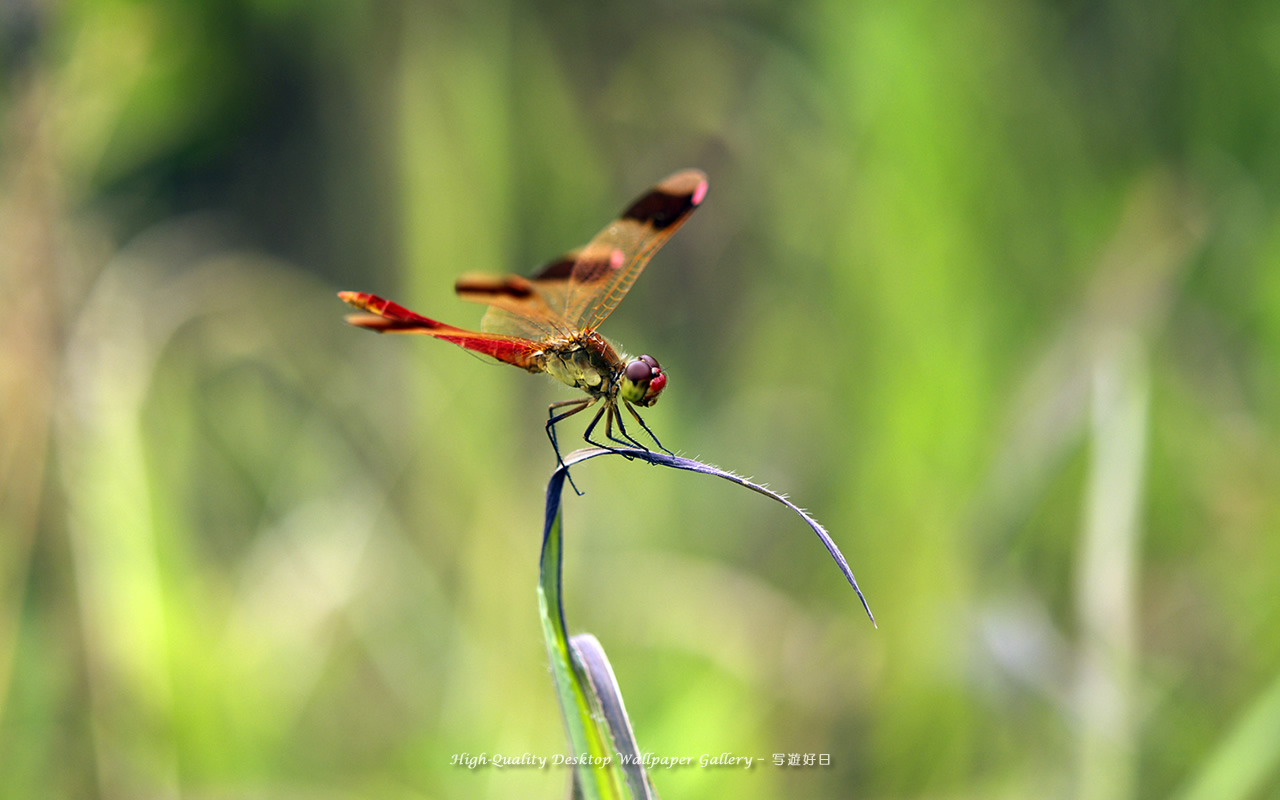 ミヤマアカネの壁紙／Wallpaper of Red Dragonfly (1280×800)