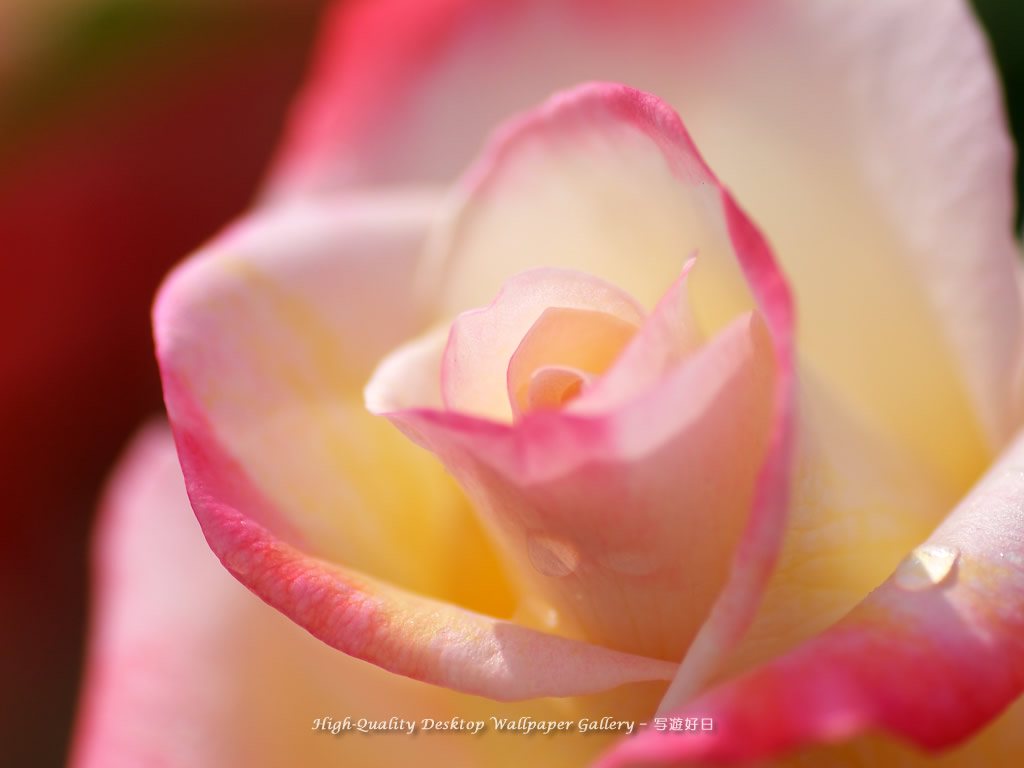 陽光の中の薔薇の壁紙／Wallpaper of Rose (1024×768)