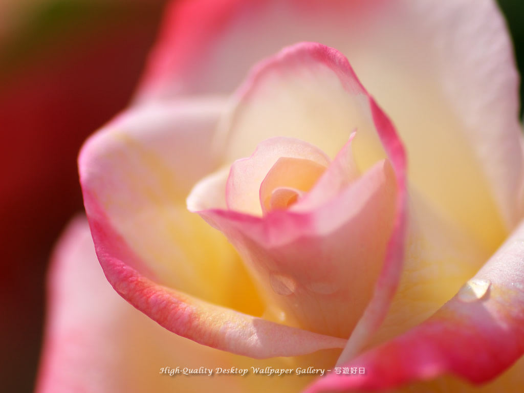 陽光の中の薔薇の壁紙/Wallpaper of Rose (1024×768)