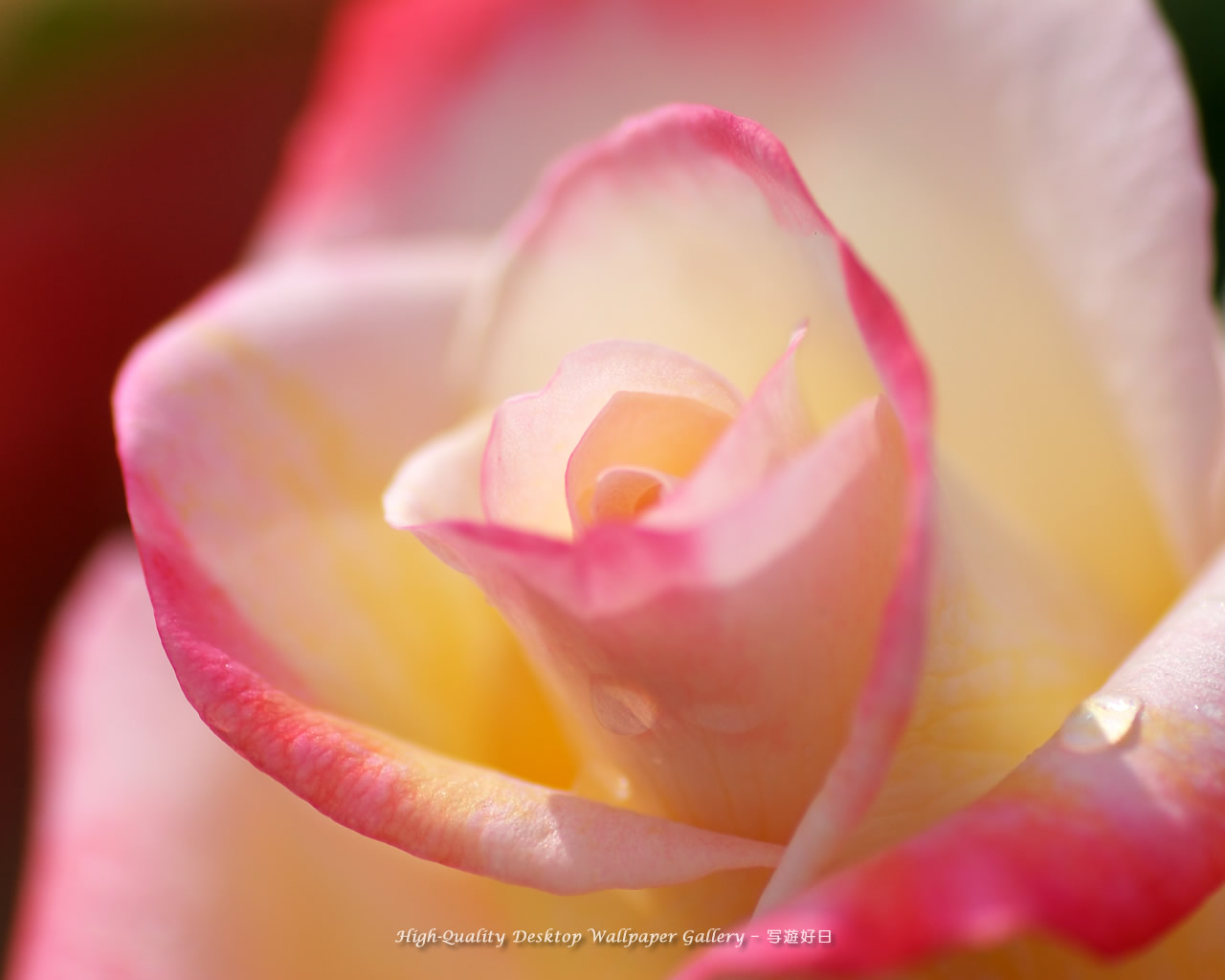 陽光の中の薔薇の壁紙/Wallpaper of Rose (1280×1024)
