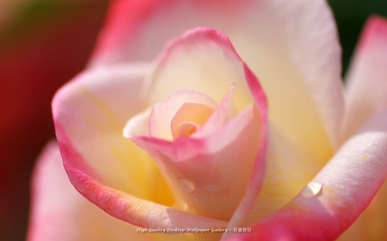 陽光の中の薔薇の壁紙/Wallpaper of Rose (1280×800)