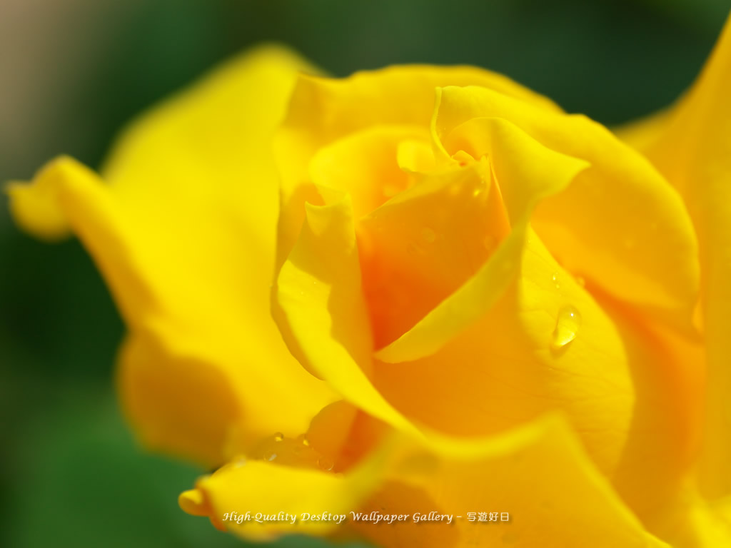 黄色いバラの壁紙/Wallpaper of Rose (1024×768)