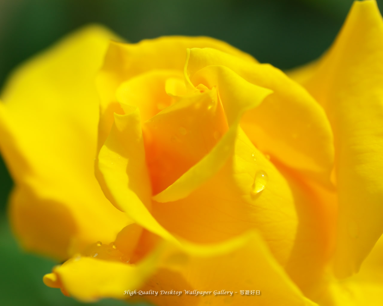 黄色いバラの壁紙/Wallpaper of Rose (1280×1024)