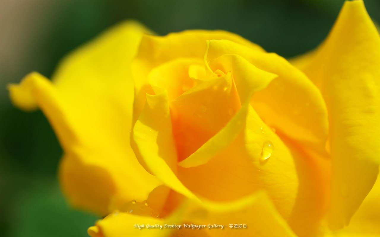 黄色いバラの壁紙/Wallpaper of Rose (1280×800)