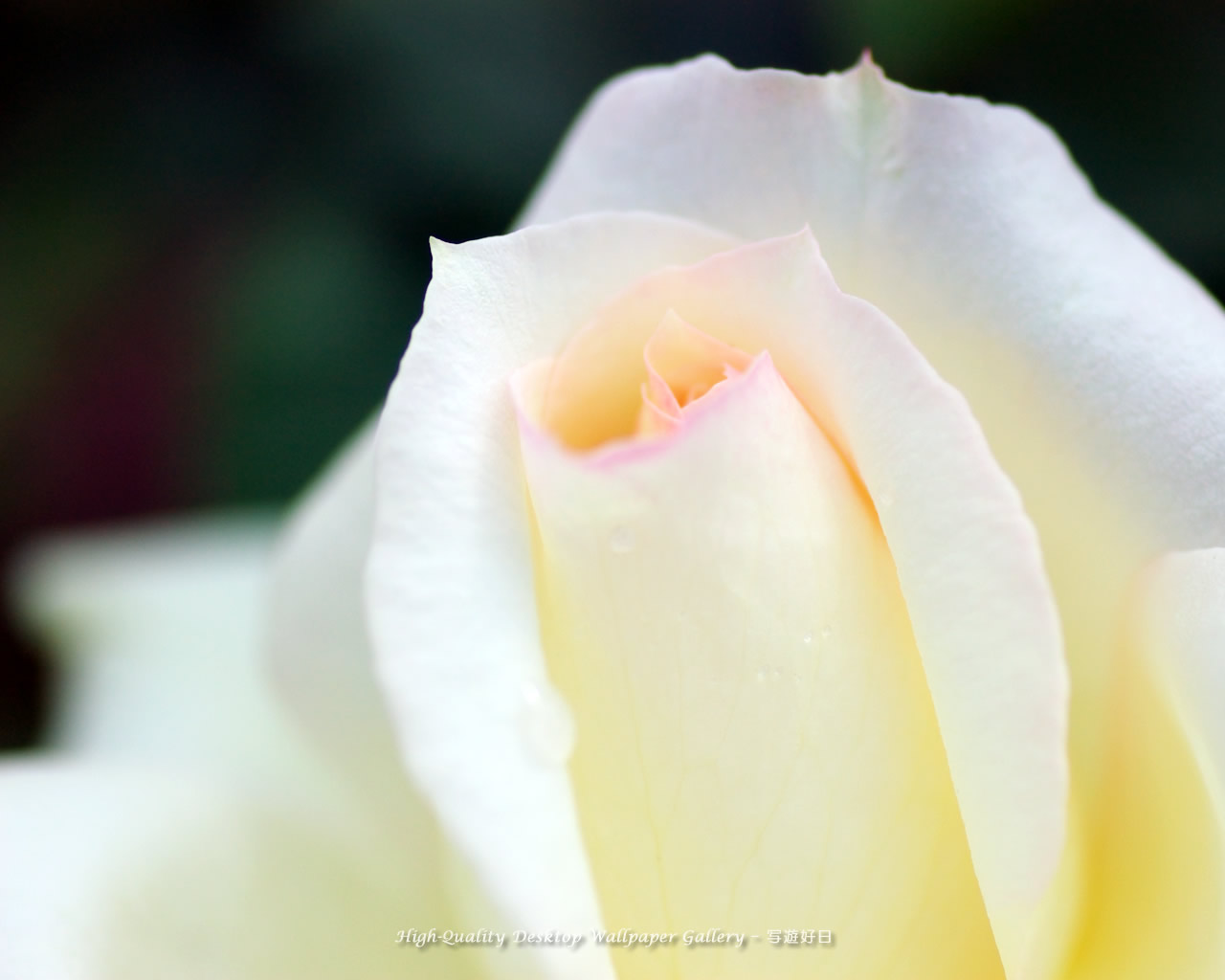 薔薇・バラの壁紙/Wallpaper of Graceful Rose (1280×1024)
