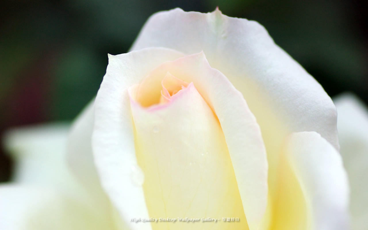 薔薇・バラの壁紙/Wallpaper of Graceful Rose (1280×800)
