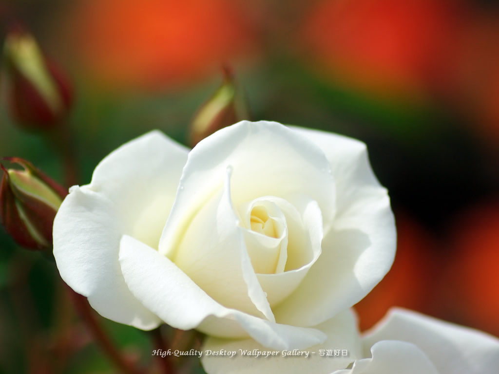 白い薔薇の壁紙／Wallpaper of Rose (1024×768)