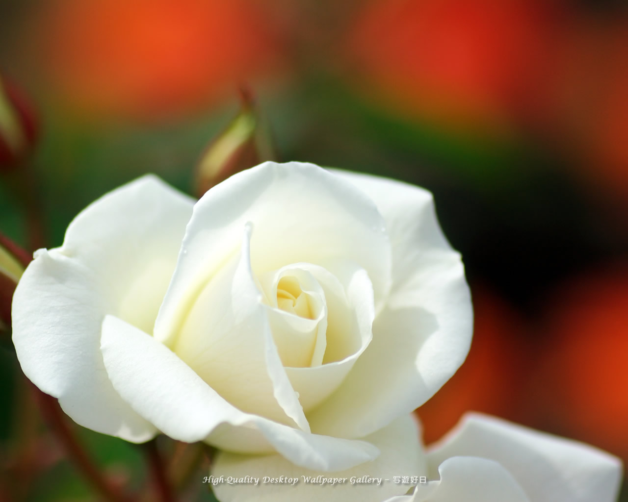 白い薔薇の壁紙／Wallpaper of Rose (1280×1024)