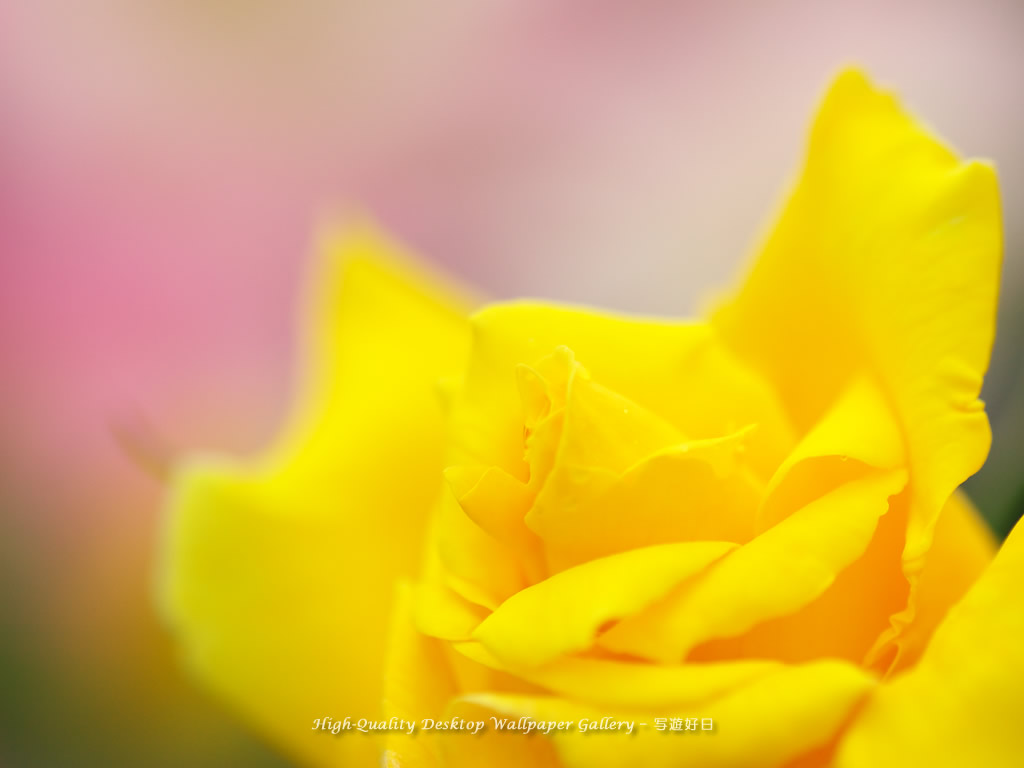華やかな薔薇の壁紙/Wallpaper of Rose (1024×768)