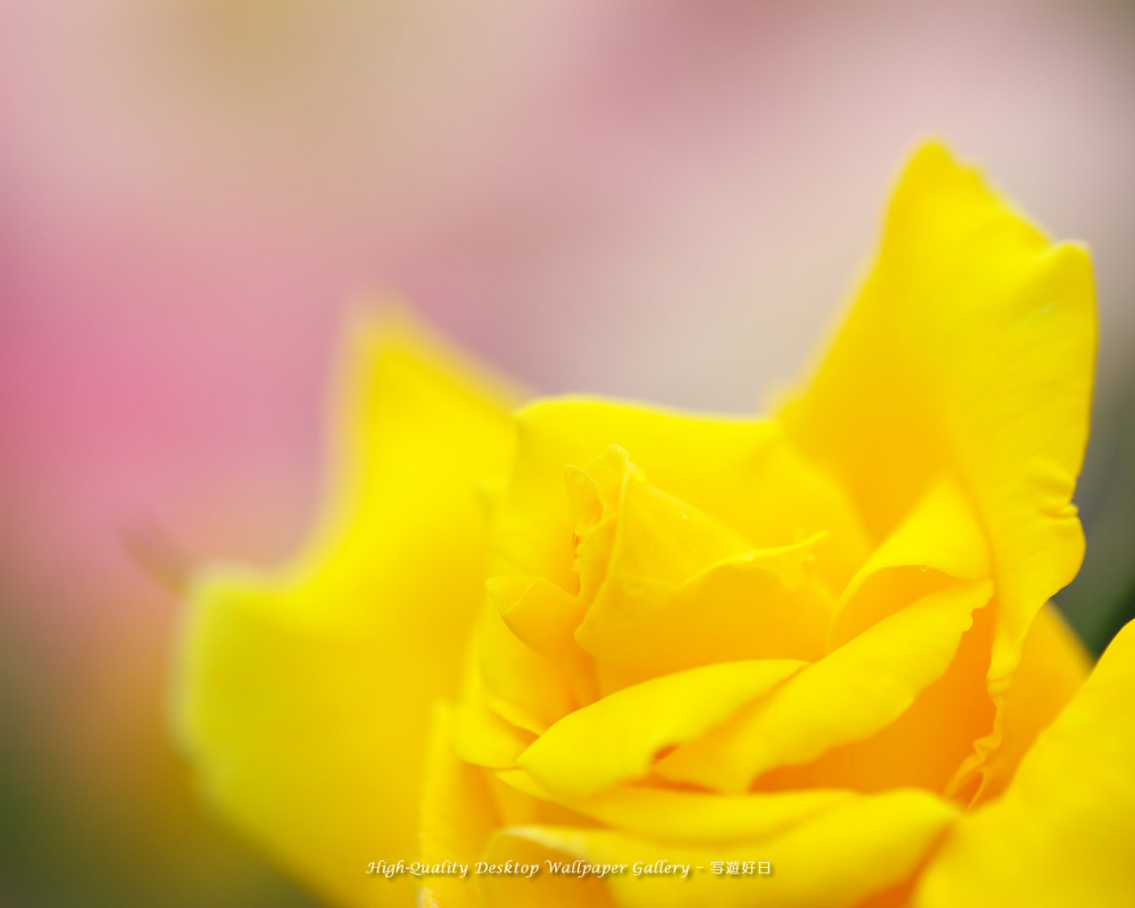 華やかな薔薇の壁紙/Wallpaper of Rose (1280×1024)