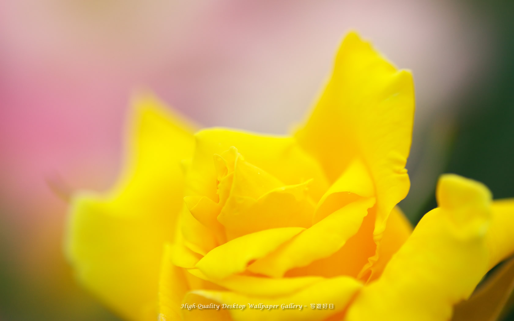 華やかな薔薇の壁紙/Wallpaper of Rose (1680×1050)