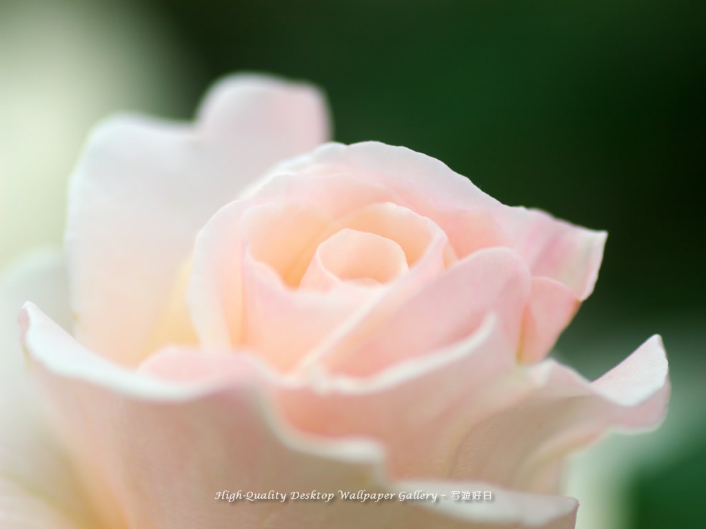 気品の壁紙/Wallpaper of Noble Rose (1024×768)
