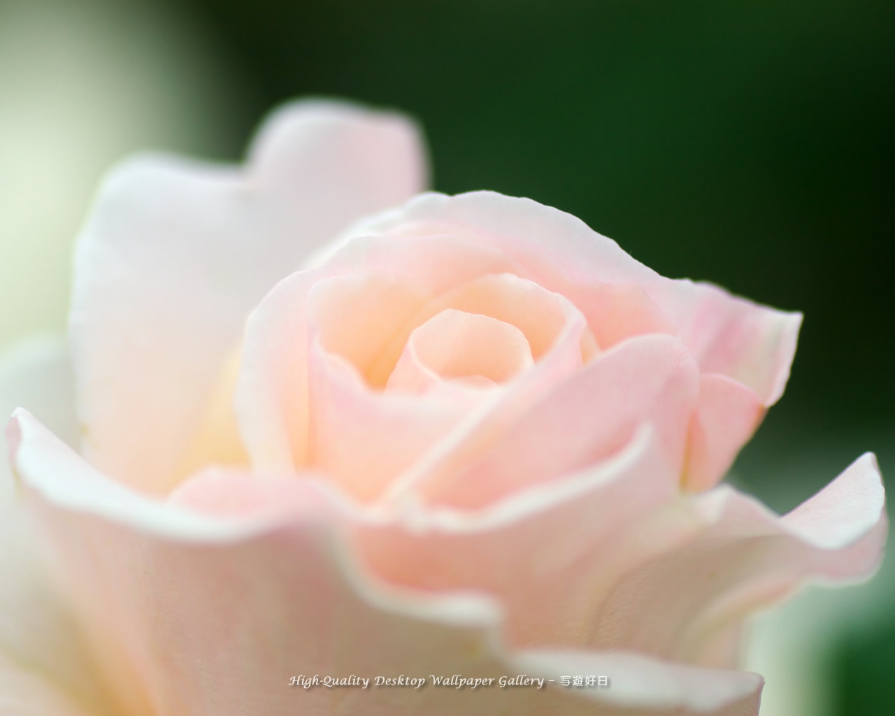 気品の壁紙/Wallpaper of Noble Rose (1280×1024)