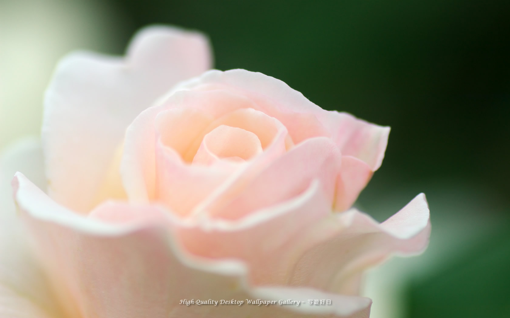 気品の壁紙/Wallpaper of Noble Rose (1680×1050)