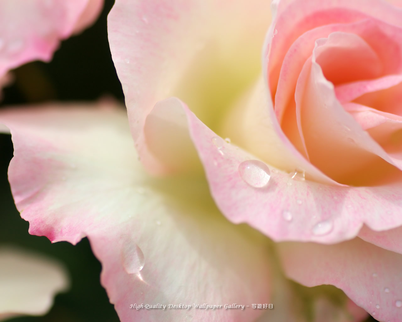 薔薇の雫の壁紙/Wallpaper of Rose with a dew (1280×1024)