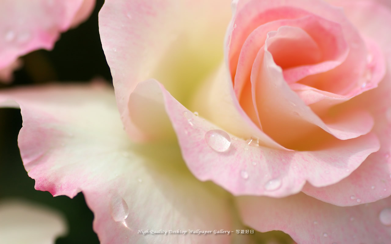 薔薇の雫の壁紙/Wallpaper of Rose with a dew (1280×800)
