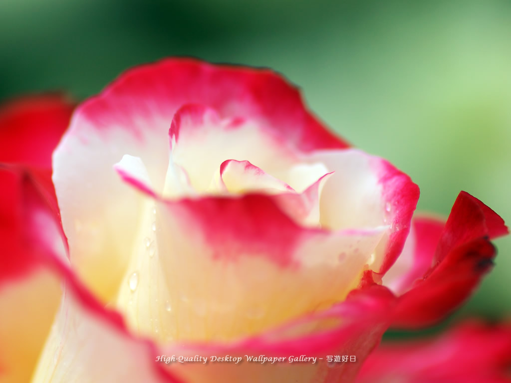 微笑の壁紙/Wallpaper of Rose with a smile (1024×768)
