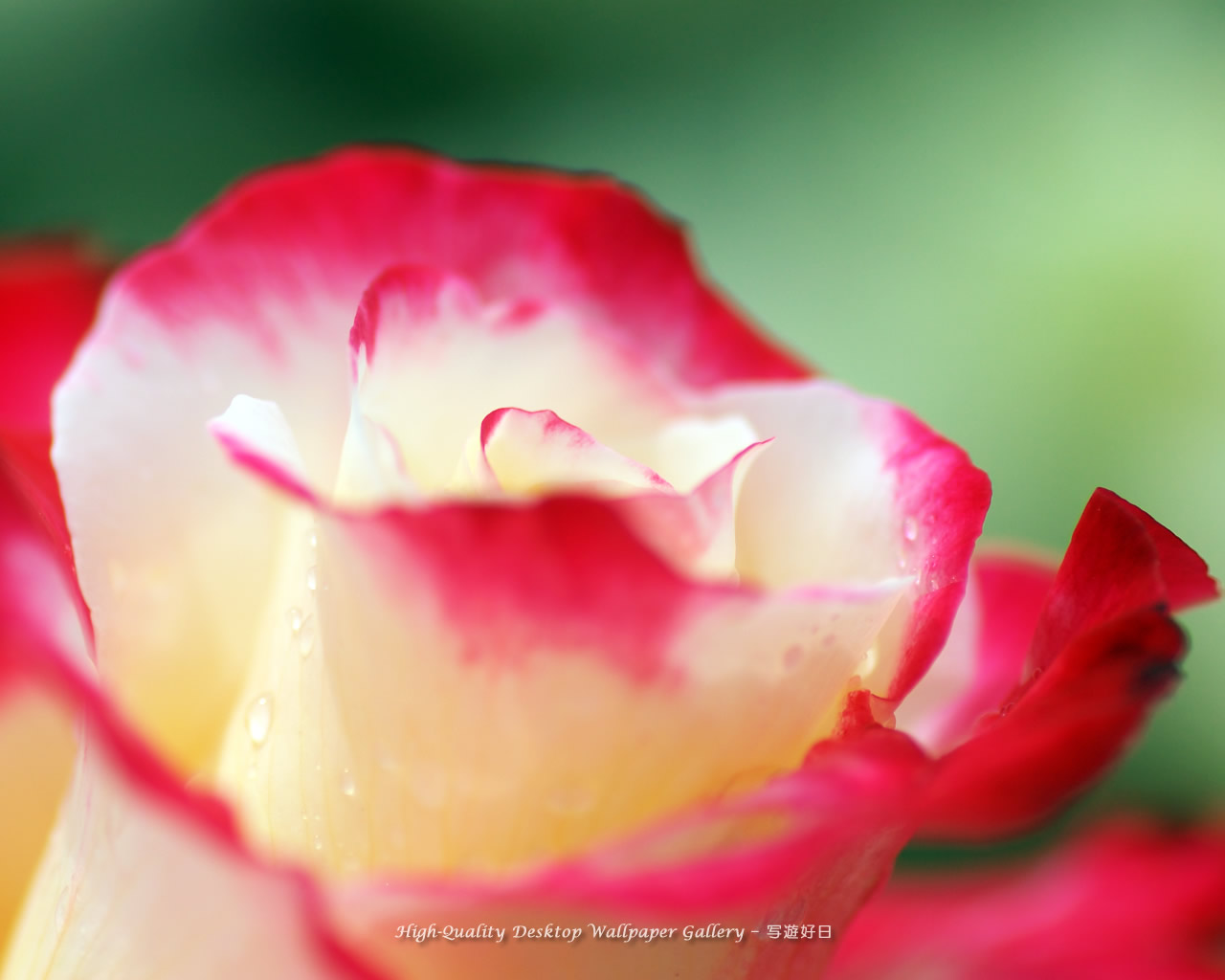 微笑の壁紙/Wallpaper of Rose with a smile (1280×1024)