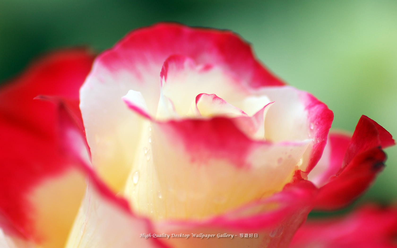 微笑の壁紙／Wallpaper of Rose with a smile (1680×1050)