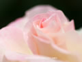 「薔薇・バラ」の壁紙(10)ダウンロード | Go to the download page of Rose