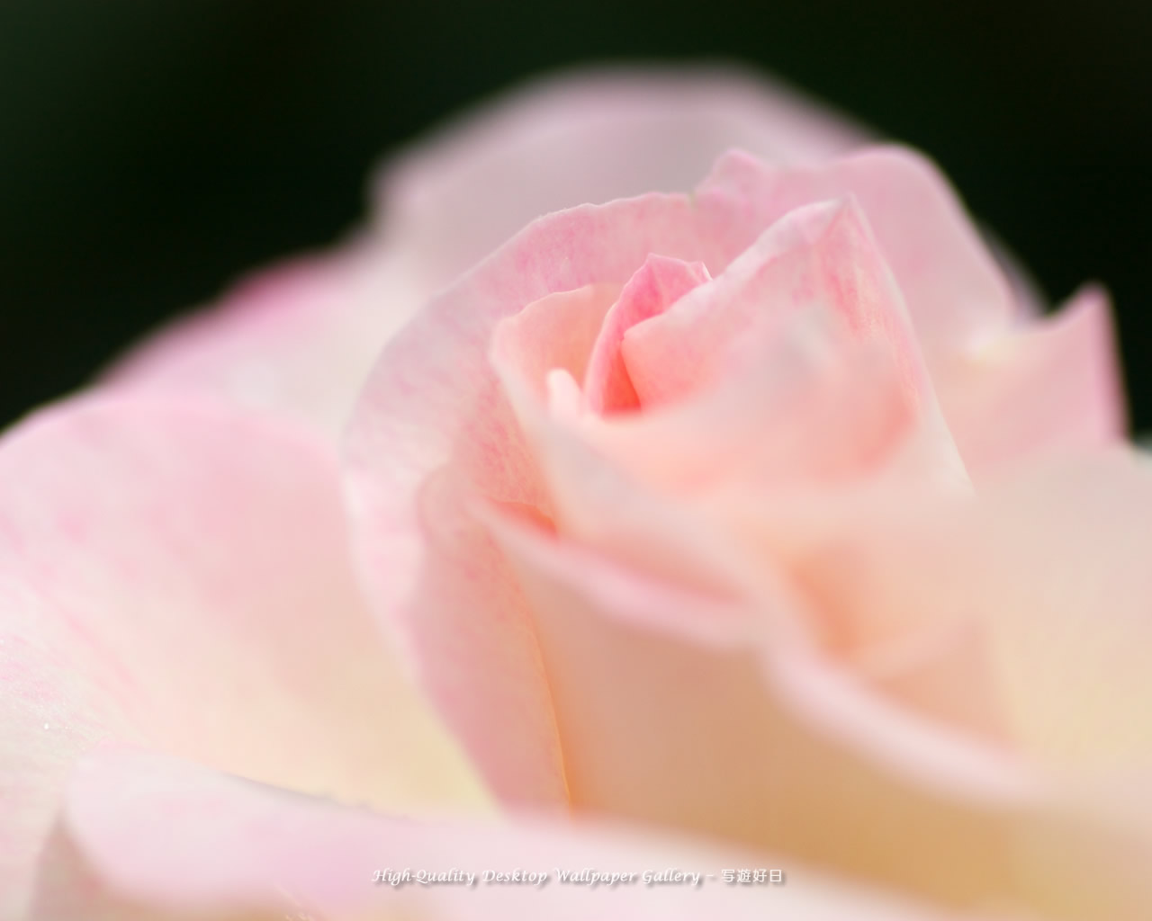 ほのかな色の壁紙/Wallpaper of Pale Pink (1280×1024)