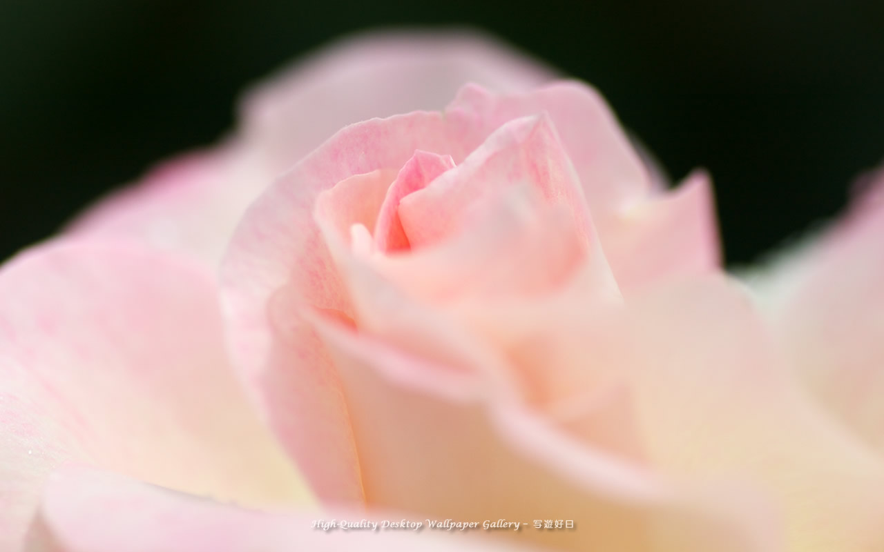 ほのかな色の壁紙/Wallpaper of Pale Pink (1280×800)